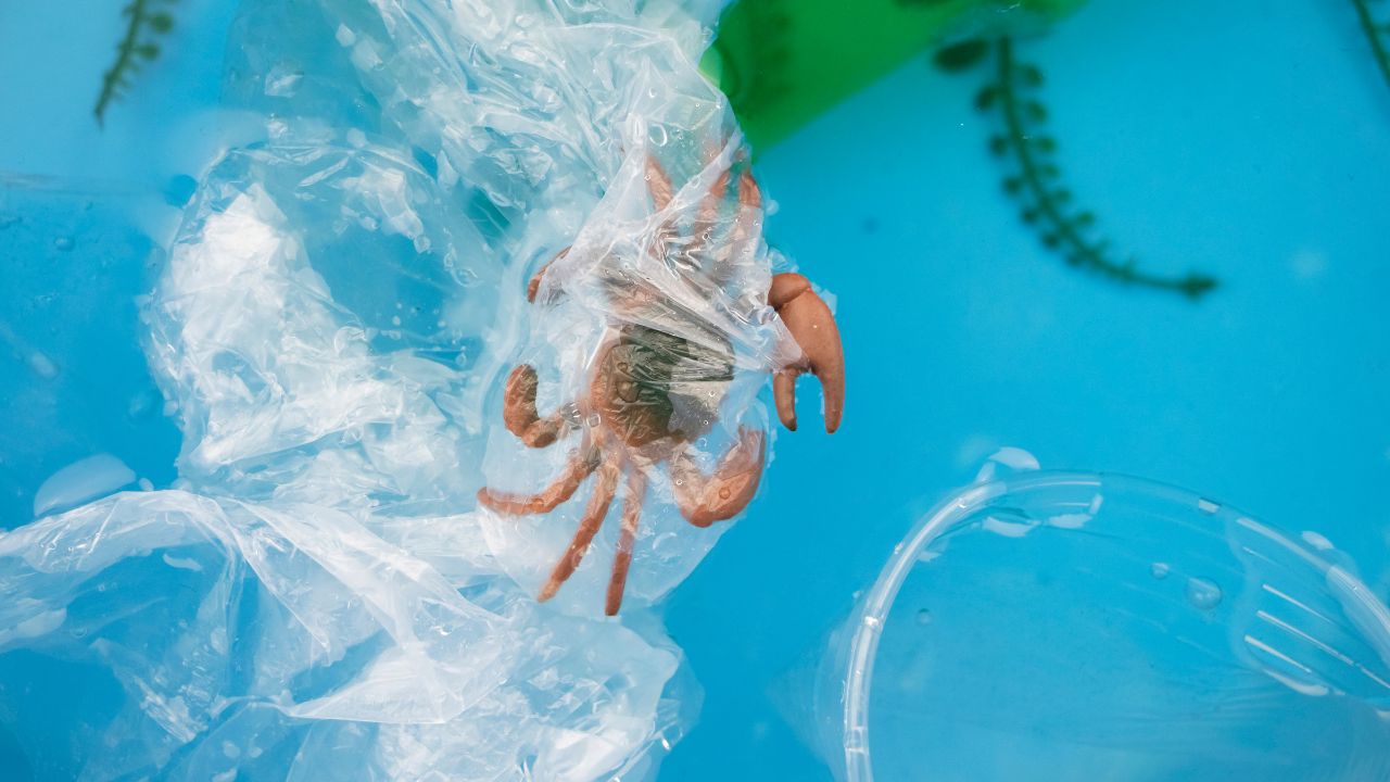 Plastikverpackung im Meer